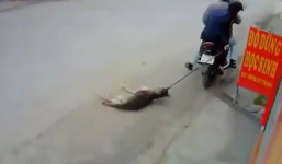 Clip: “Những vụ trộm chó gây sốc” khiến dân mạng phẫn nộ